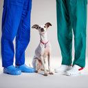 What to Look for in Vet Clinic Work Clogs